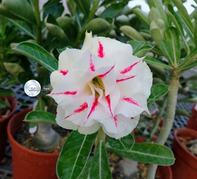 COD 98 - Seminte Adenium 2019