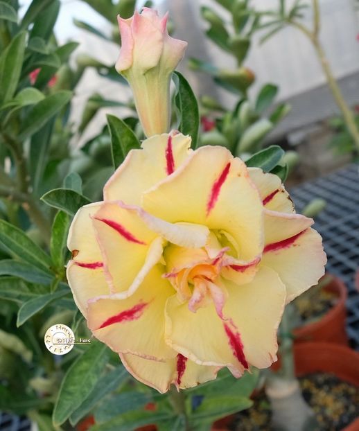 COD 100 - Seminte Adenium 2019