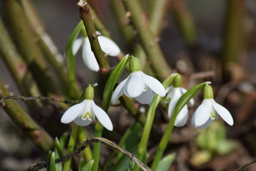  - Primavara lui 2019 in gradina mea