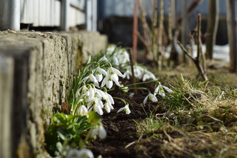 bucurati de soare - Primavara lui 2019 in gradina mea
