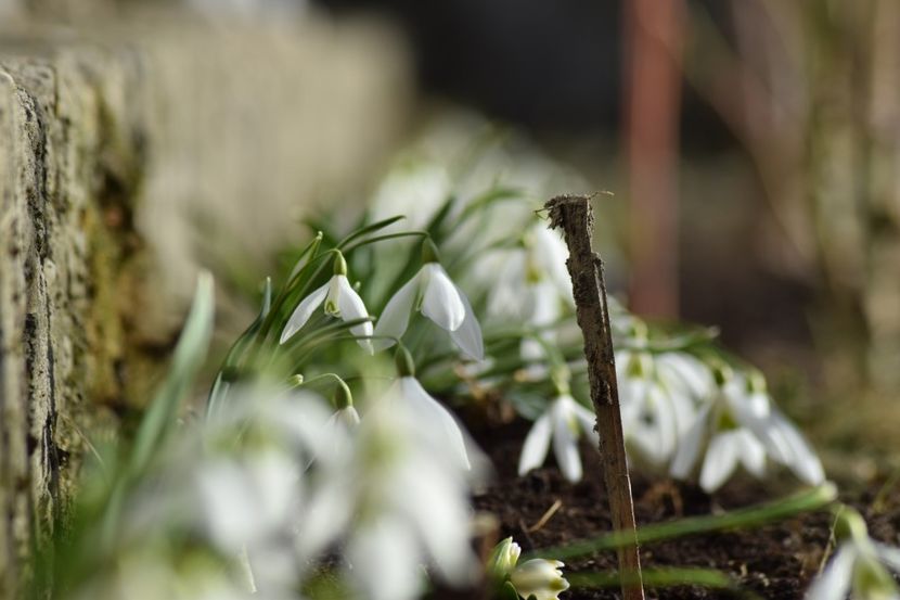  - Primavara lui 2019 in gradina mea
