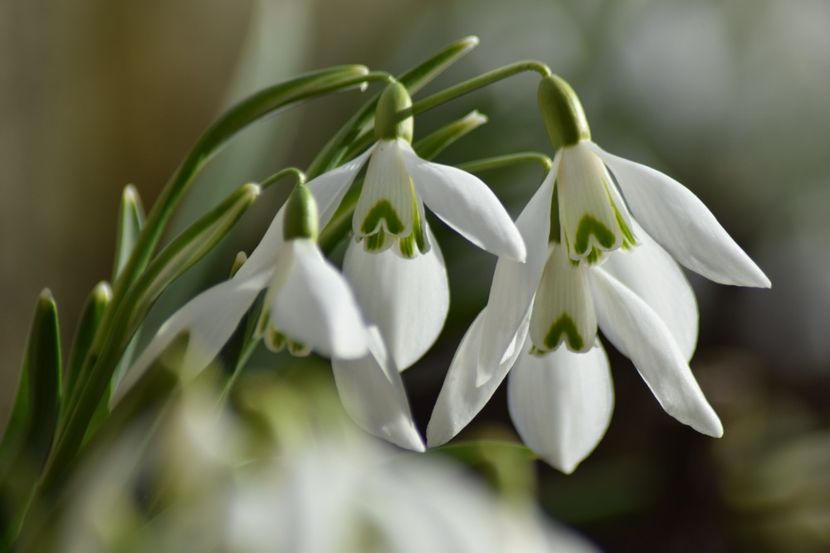 ❤ - Primavara lui 2019 in gradina mea