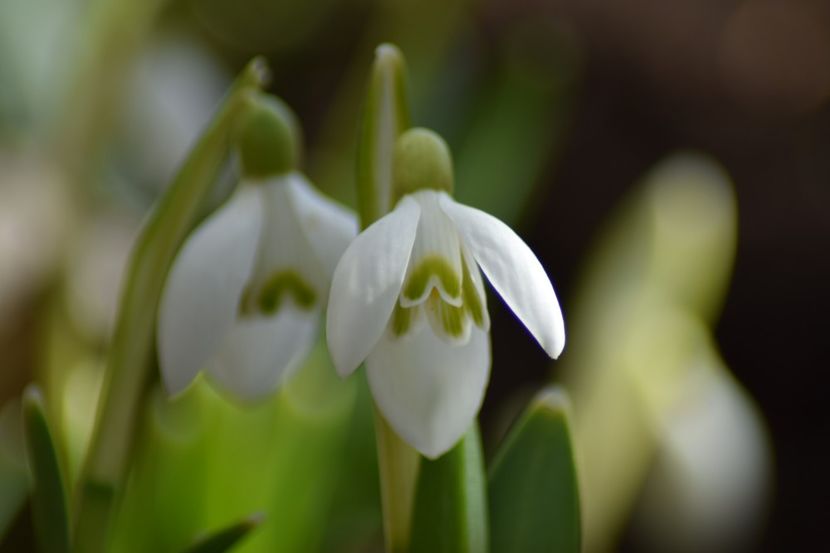  - Primavara lui 2019 in gradina mea