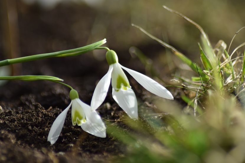  - Primavara lui 2019 in gradina mea