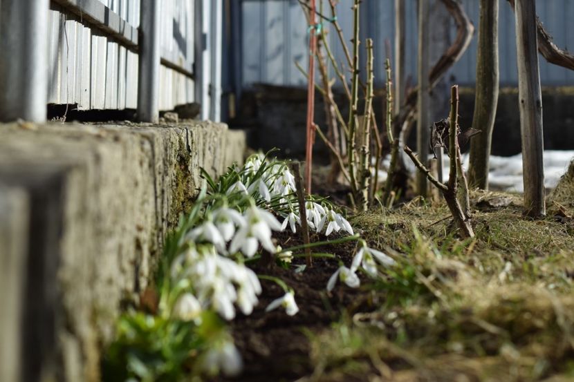  - Primavara lui 2019 in gradina mea