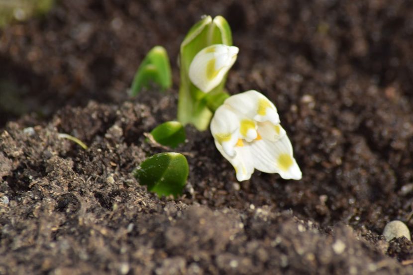  - Primavara lui 2019 in gradina mea