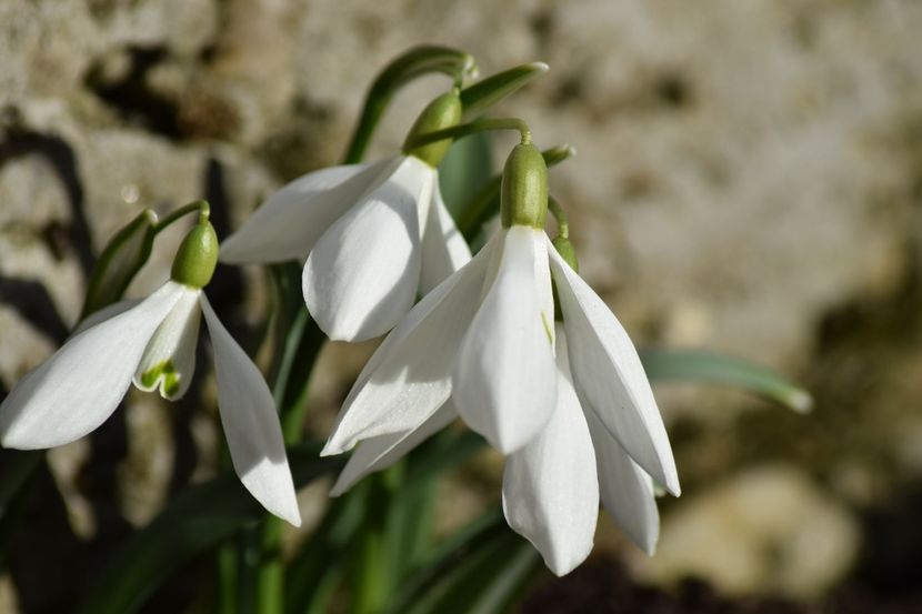  - Primavara lui 2019 in gradina mea