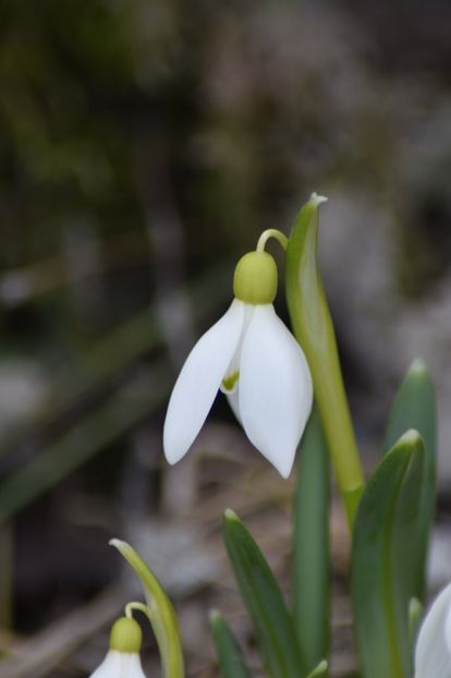  - Primavara lui 2019 in gradina mea