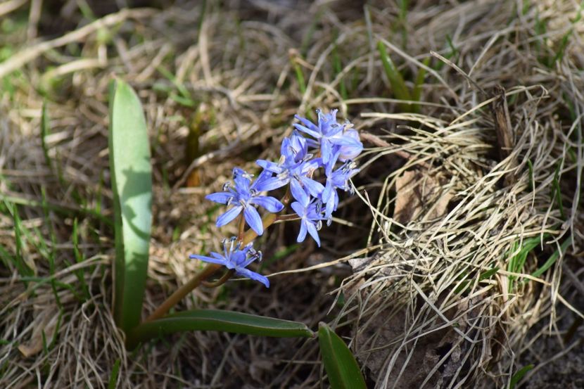  - Primavara lui 2019 in gradina mea