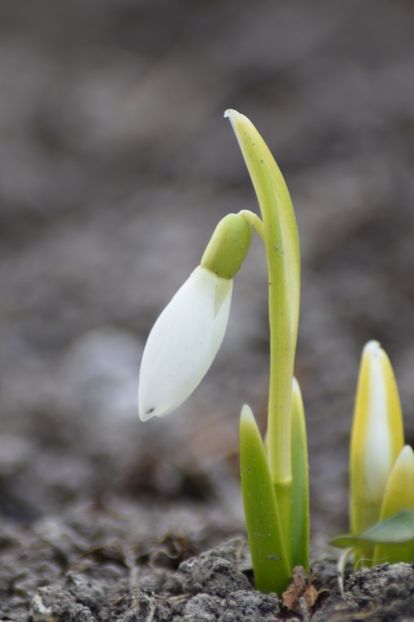  - Primavara lui 2019 in gradina mea