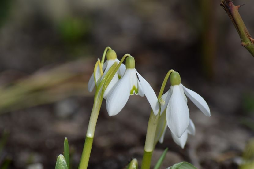  - Primavara lui 2019 in gradina mea
