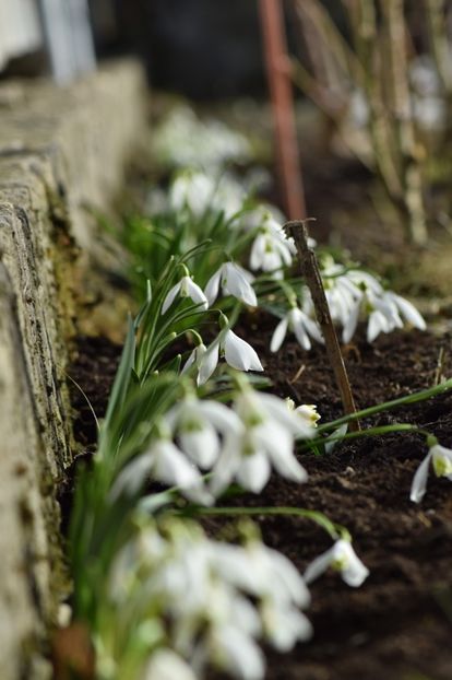  - Primavara lui 2019 in gradina mea