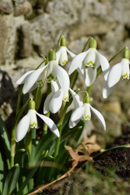  - Primavara lui 2019 in gradina mea