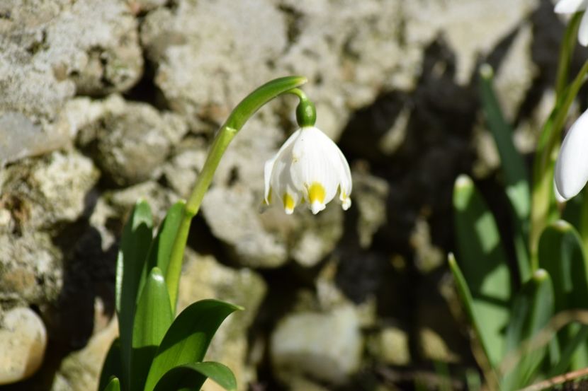  - Primavara lui 2019 in gradina mea