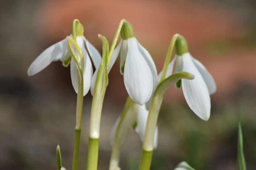  - Primavara lui 2019 in gradina mea