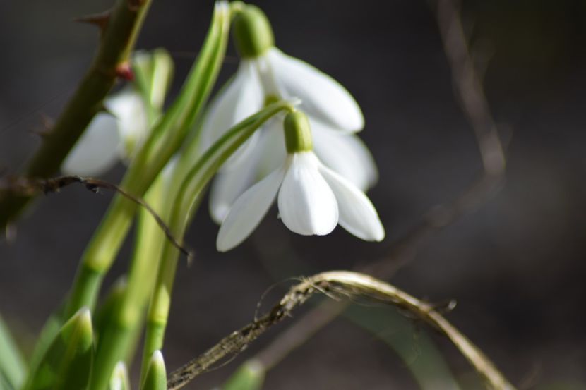  - Primavara lui 2019 in gradina mea