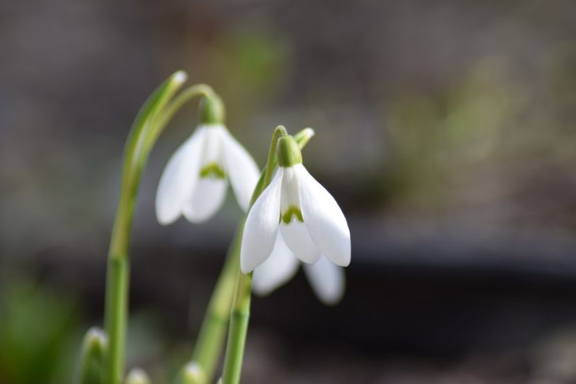  - Primavara lui 2019 in gradina mea