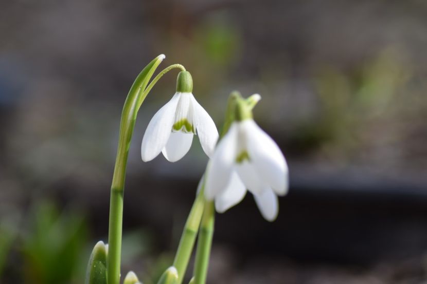  - Primavara lui 2019 in gradina mea