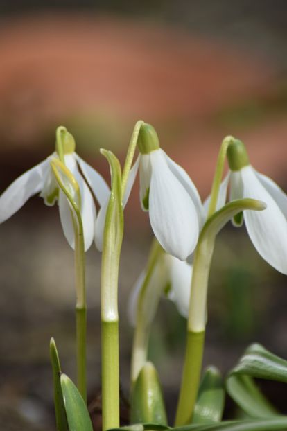  - Primavara lui 2019 in gradina mea