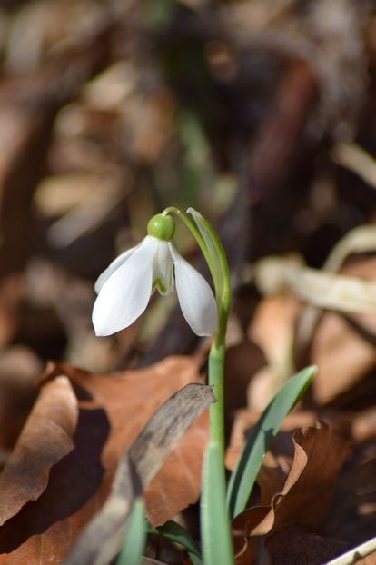 In padure - Primavara lui 2019 in gradina mea