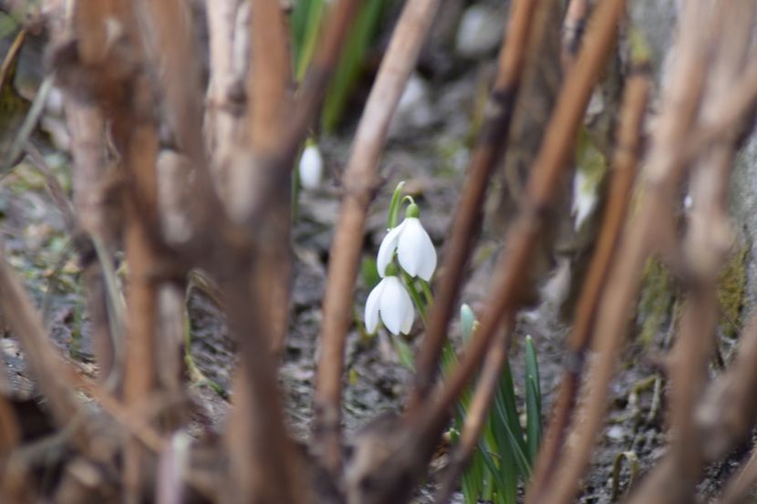  - Primavara lui 2019 in gradina mea