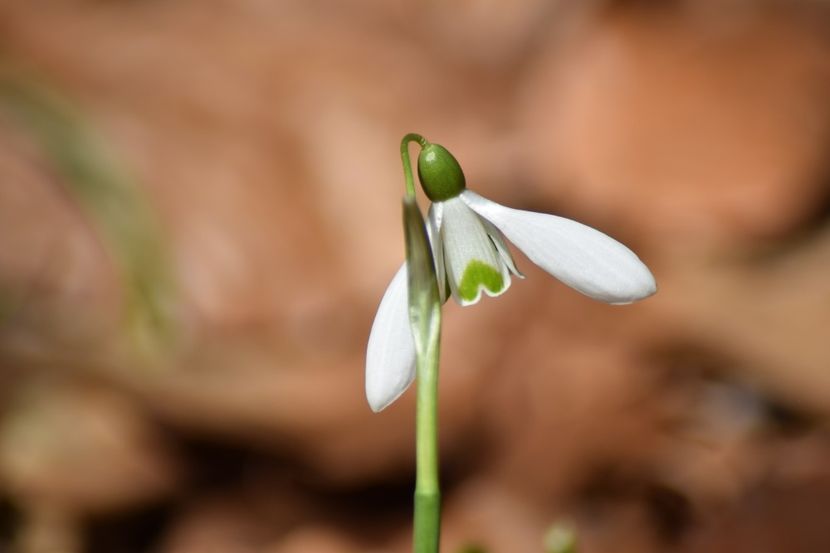 Ghiocel de padure - Primavara lui 2019 in gradina mea