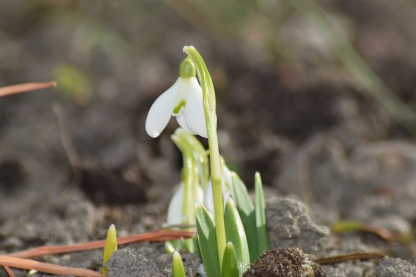  - Primavara lui 2019 in gradina mea