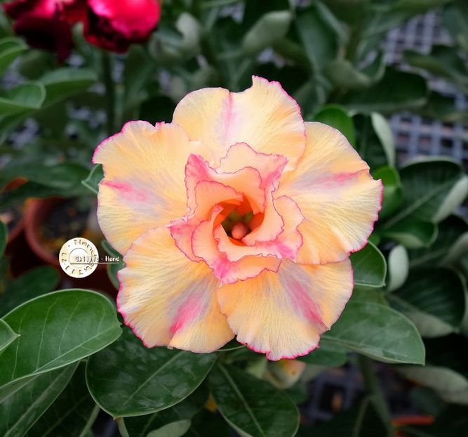 COD 101 - Seminte Adenium 2019