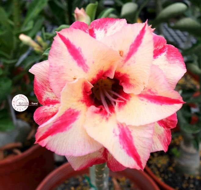 COD 102 - Seminte Adenium 2019