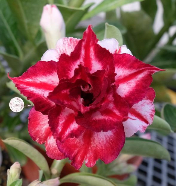 COD 103 - Seminte Adenium 2019