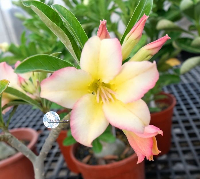 COD 105 - Seminte Adenium 2019