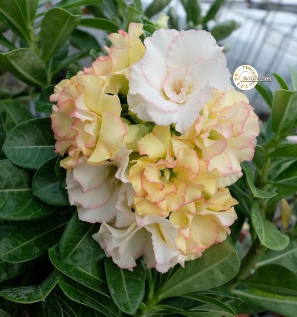 COD 106 - Seminte Adenium 2019