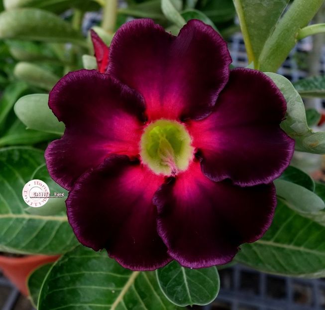COD 108 - Seminte Adenium 2019