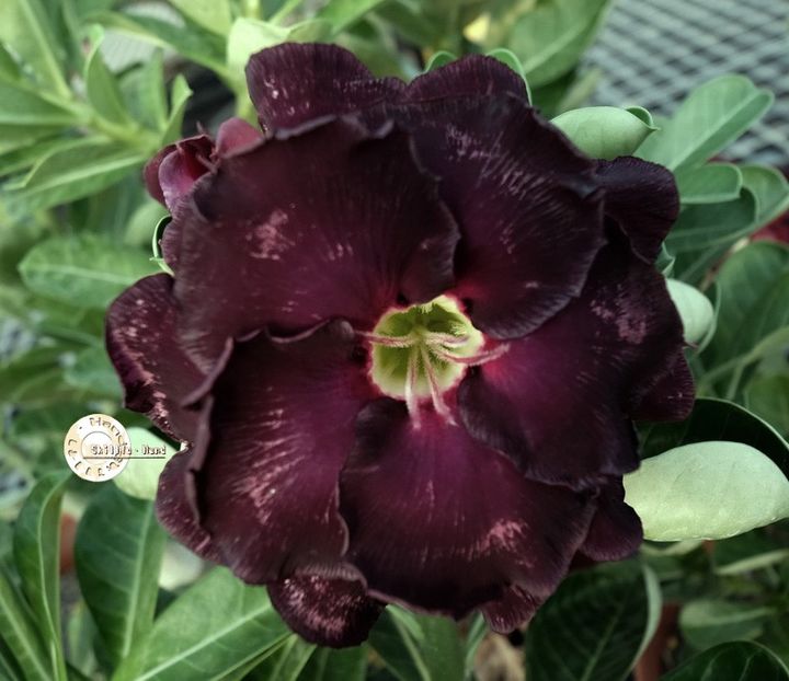 COD 109 - Seminte Adenium 2019