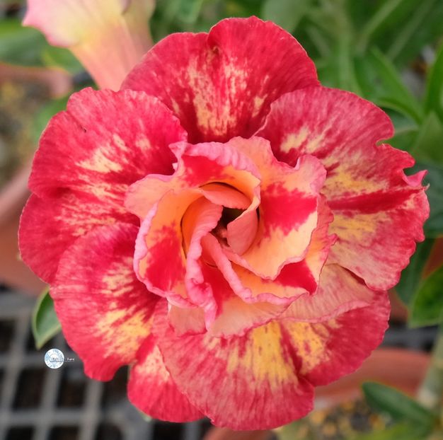 COD 110 - Seminte Adenium 2019