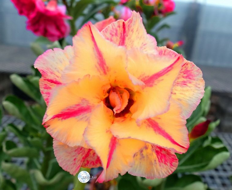 COD 113 - Seminte Adenium 2019