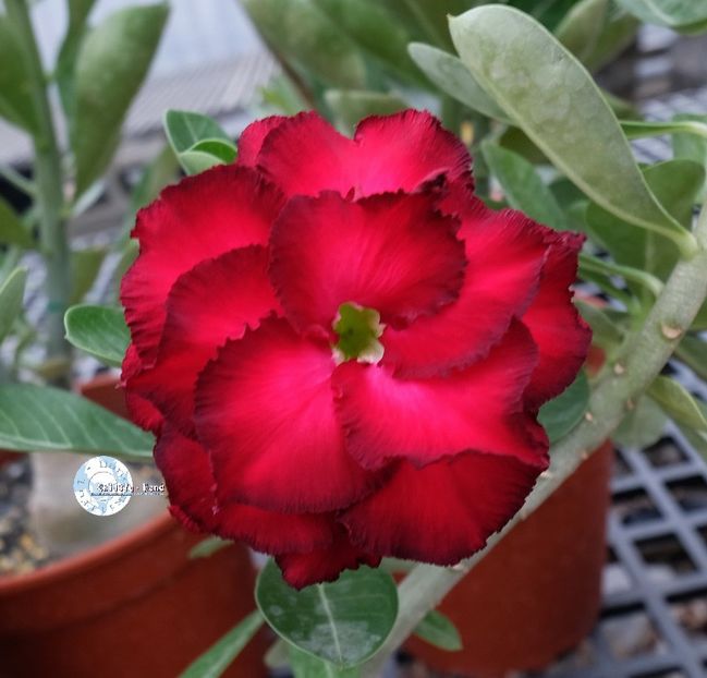 COD 114 - Seminte Adenium 2019