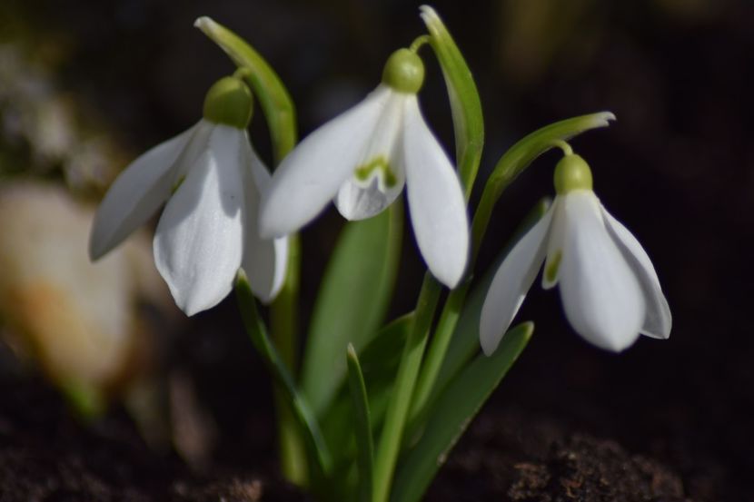  - Primavara lui 2019 in gradina mea