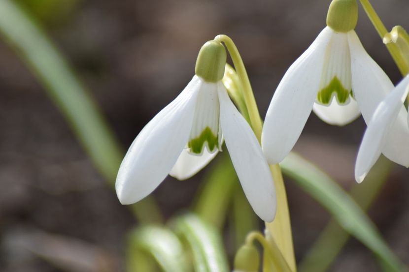  - Primavara lui 2019 in gradina mea