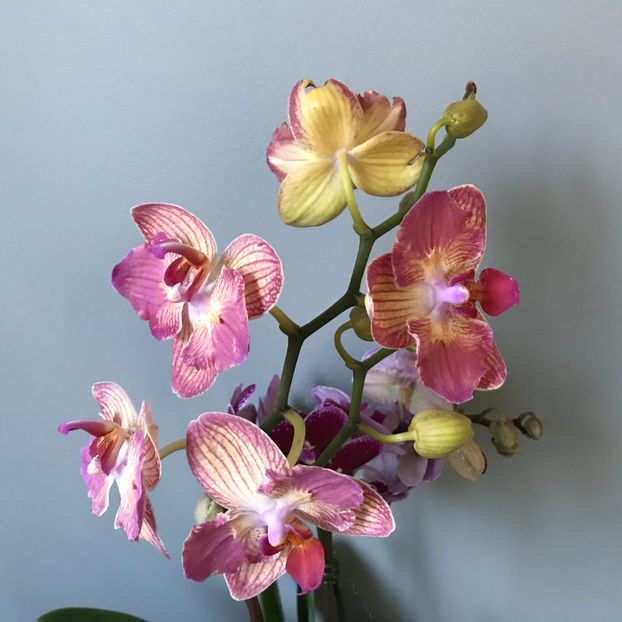  - Plante de interior 2019