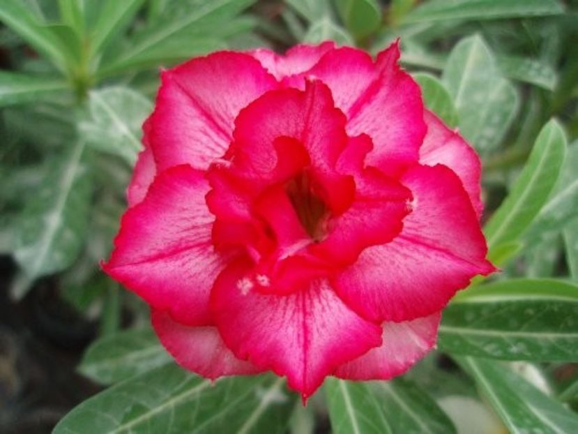 DOUBLE BLUSH - Seminte Adenium 2019