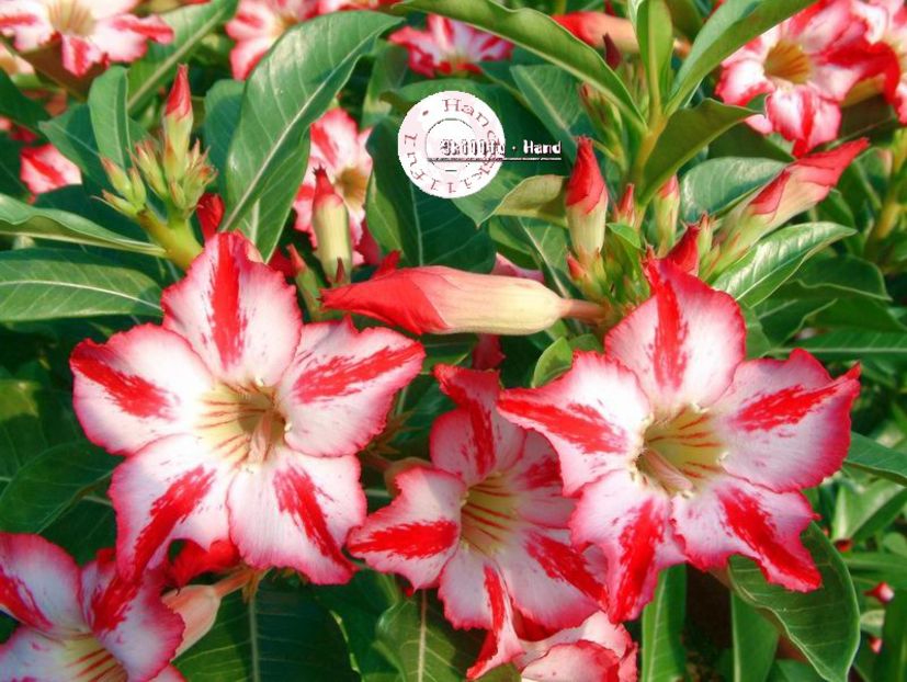 HARRY POTTER - Seminte Adenium 2019