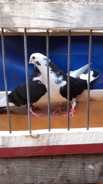  - jucatori si cazatori