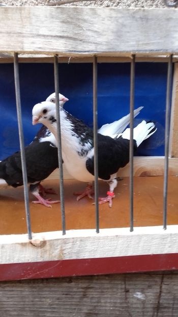  - jucatori si cazatori