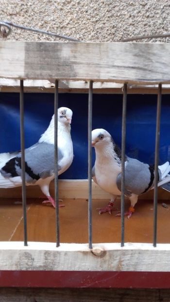  - jucatori si cazatori