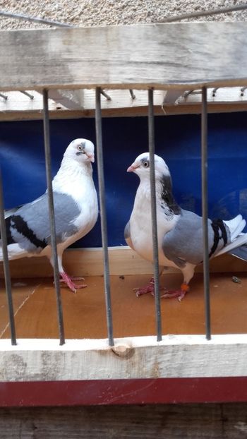  - jucatori si cazatori