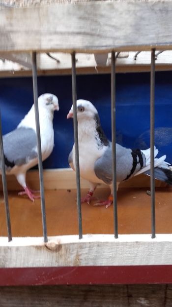  - jucatori si cazatori