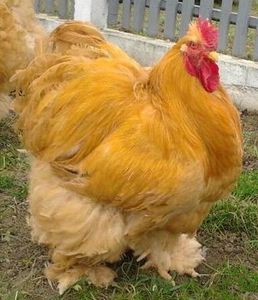  - Cochin galben 2017-2018