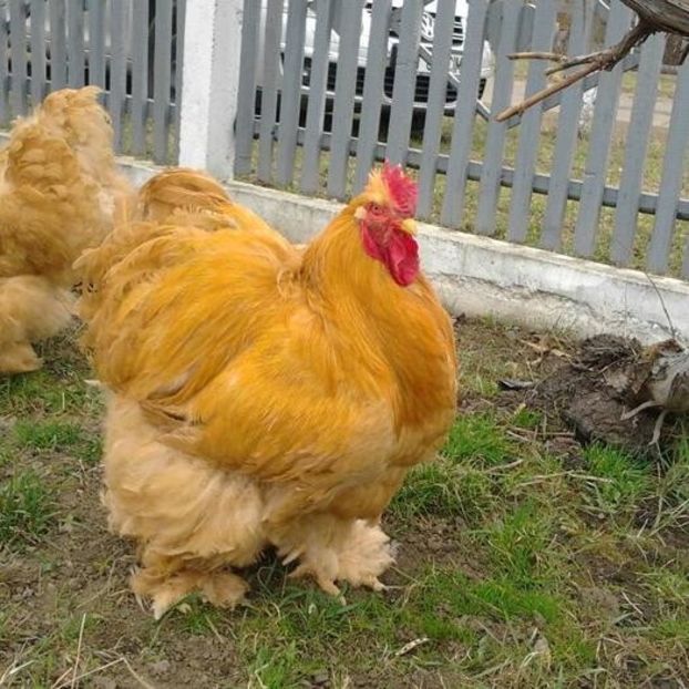  - Cochin galben 2017-2018