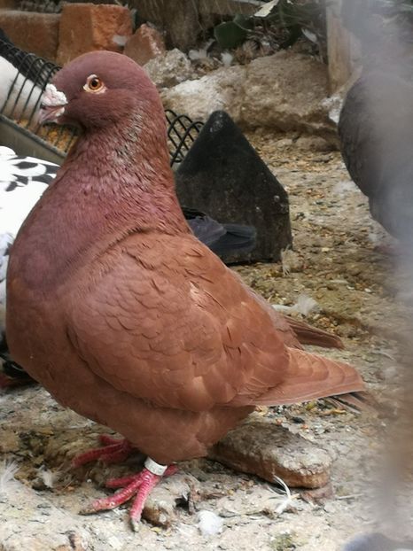 F-2015 - 2-AMERICAN GIANT HOMER